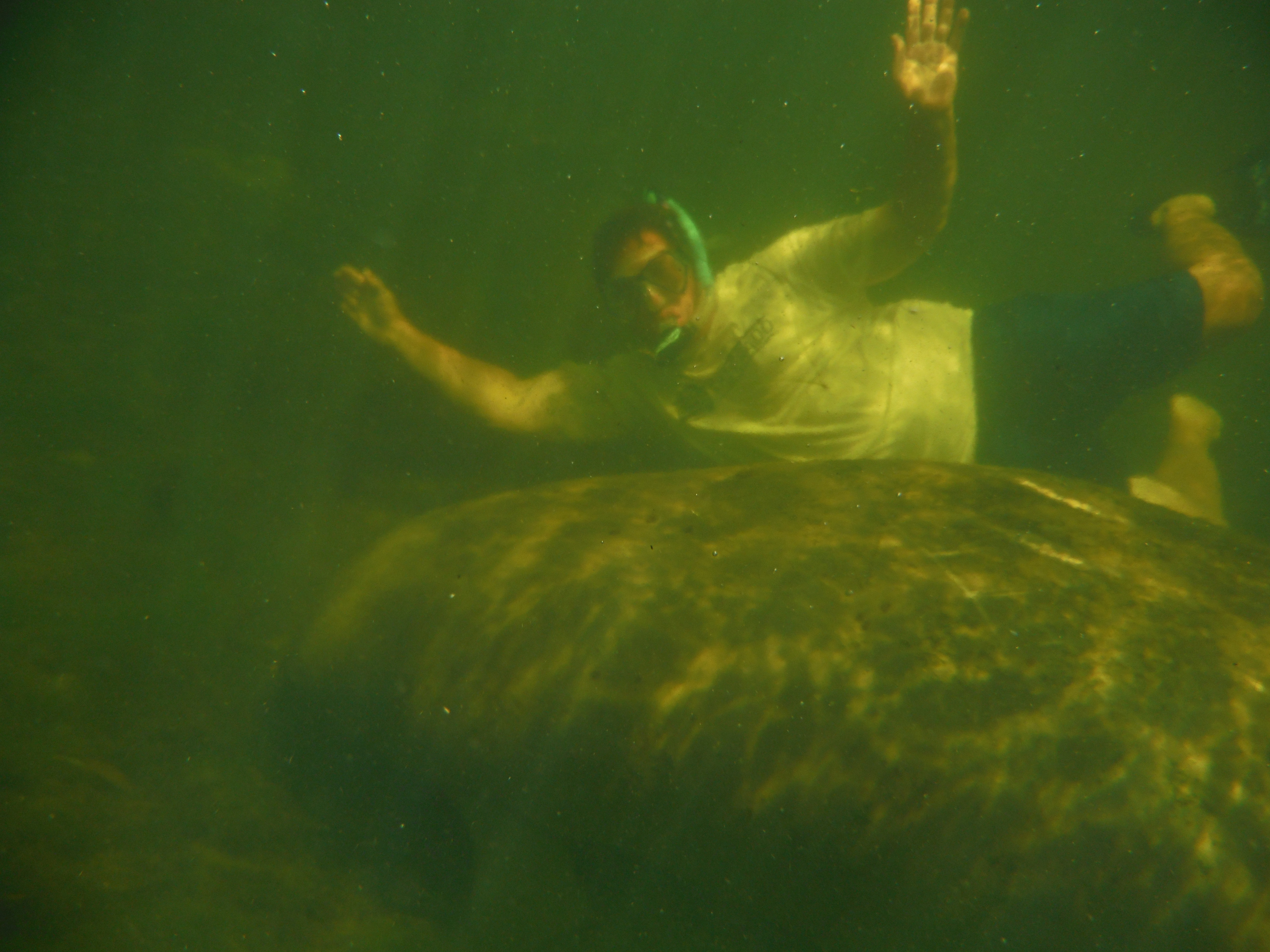 Swimming with Manatee